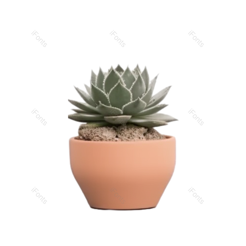 叶子图片,清新元素,摄影PNG,白色背景免抠素材